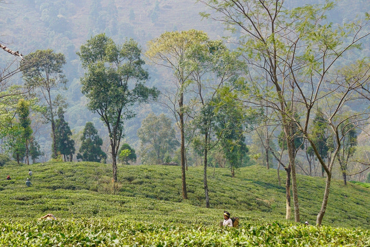 Alaya Tea DARJEELING GREEN TEA