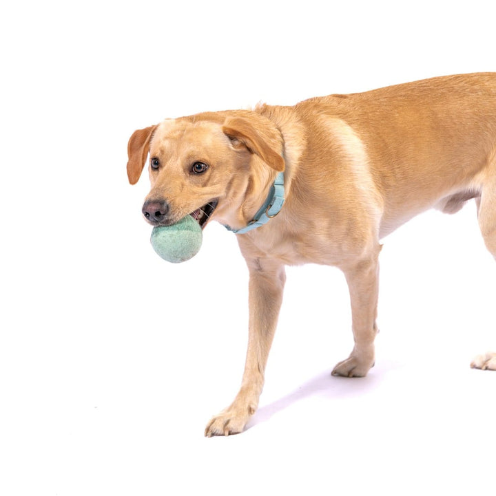 Awoo Pets Felt Ball Dog Toy Trio