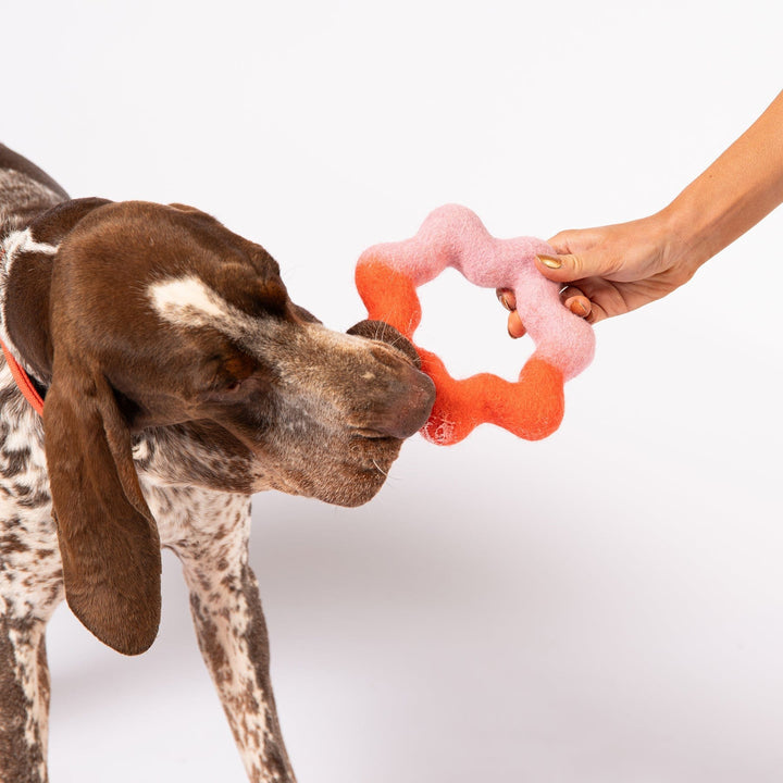 Awoo Pets Wiggle Ring Felt Dog Toy