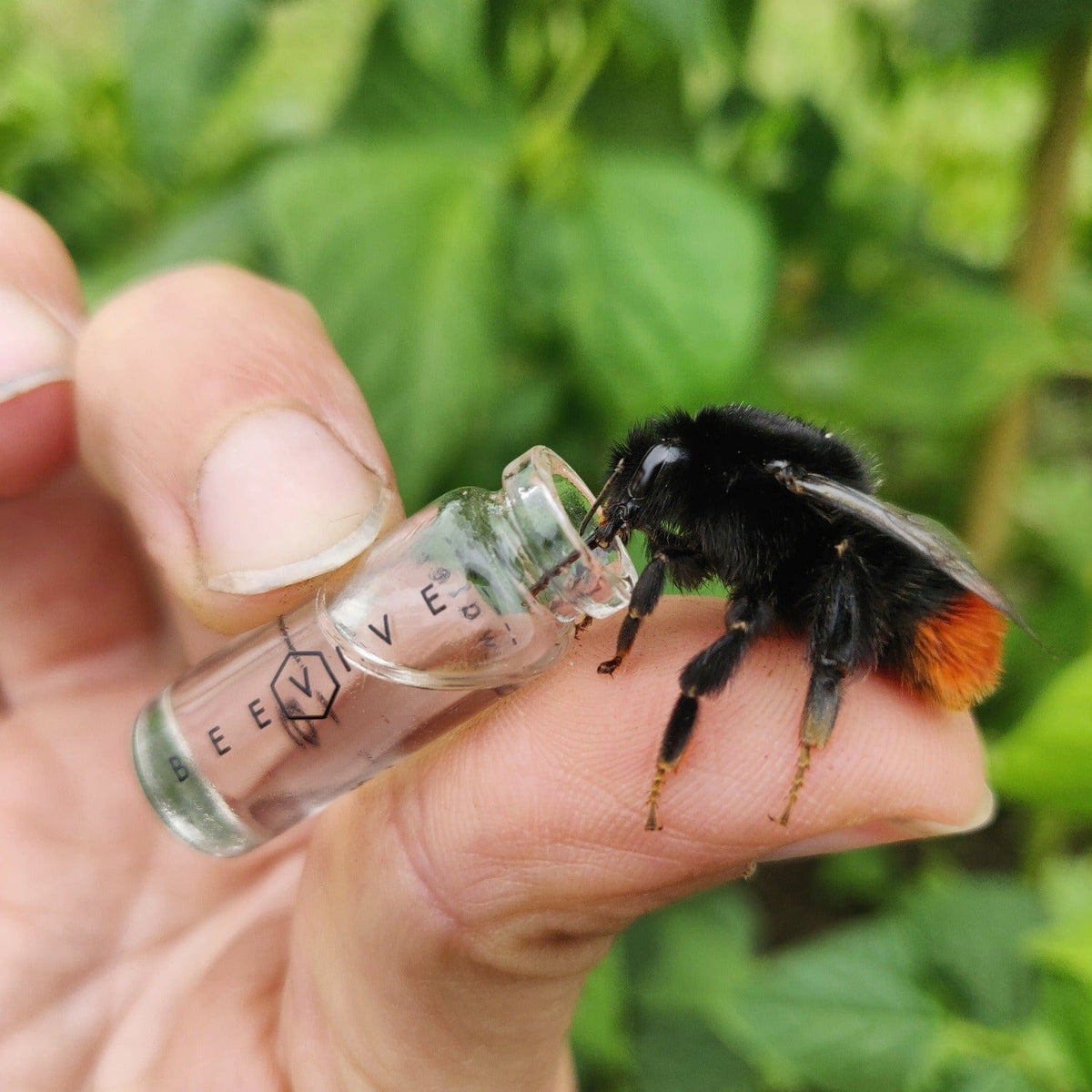 Bee Revival Kit - Butterfly & Bee Reviver - Beevive – ZeroWasteStore.com
