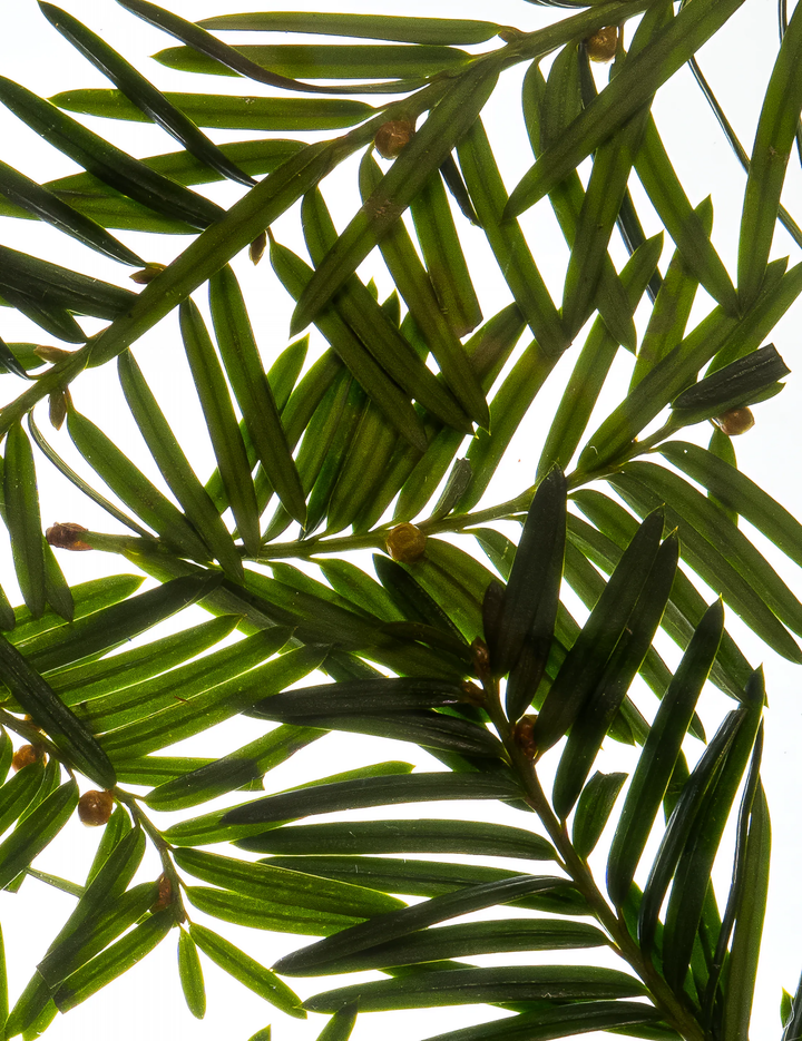 Esas Beauty Noble Fragrance