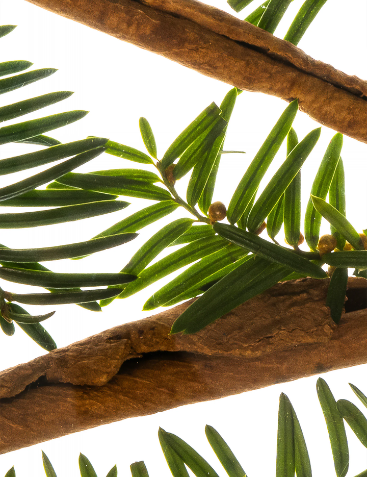 Esas Beauty Primal Fragrance