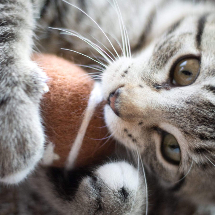 Friendsheep Pack of 3 Sporty Pet Toys