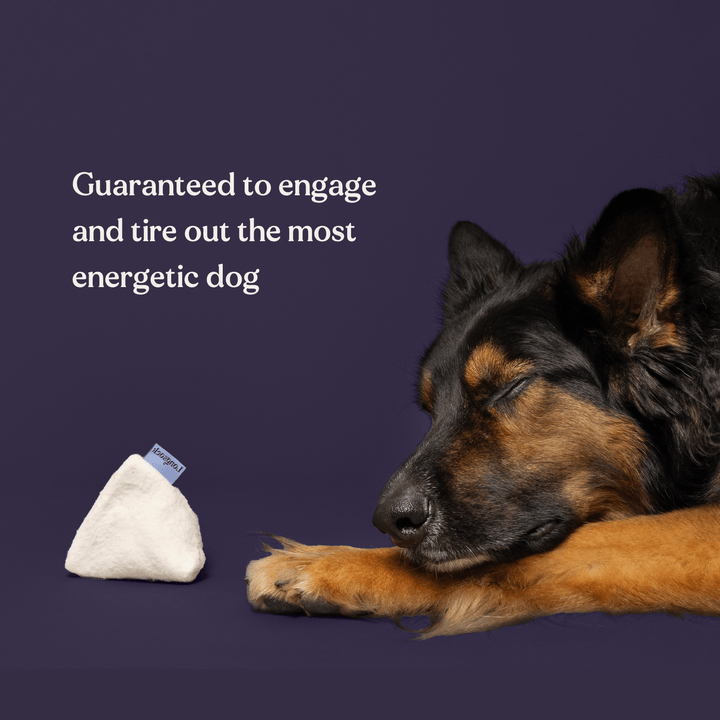 Longsock Essentials Scent Training Kit for Dogs