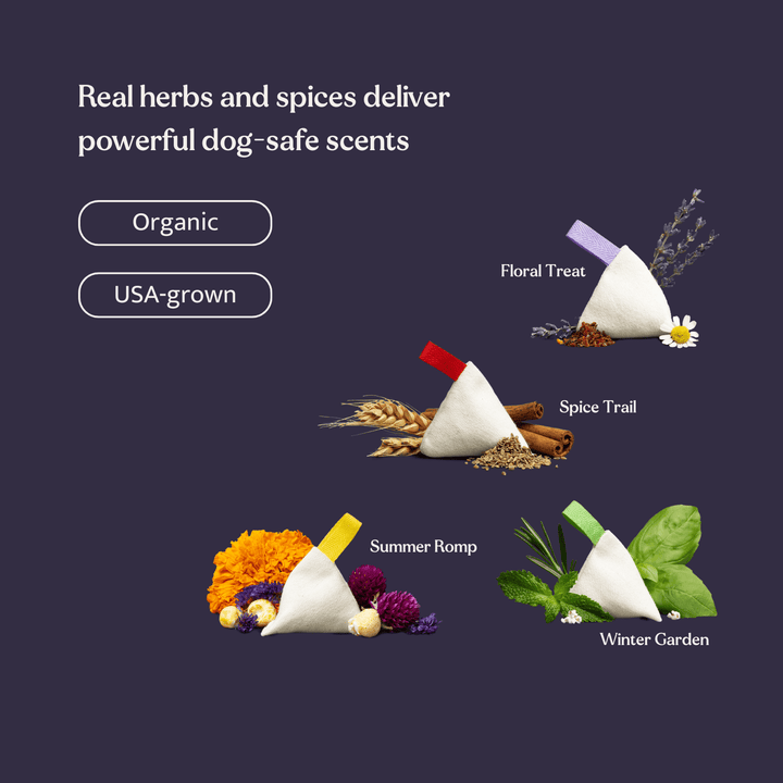 Longsock Starter Scent Training Kit for Dogs