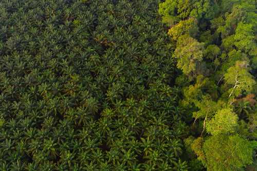 mountains in thailand that were once a lush forest, now empty and bare due to deforestation