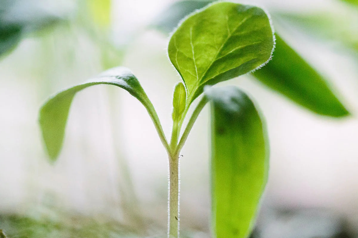 a bright green sprout with four leaves