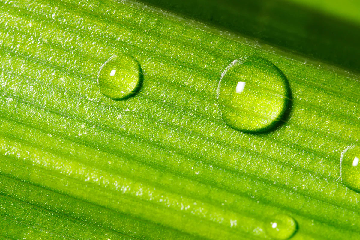 water droplets on a green leaf